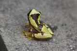 RANA AMARILLA