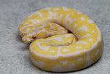 LAVENDER LEOPARD HET CLOWN MACHO ID: 14-6