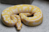 LAVENDER LEOPARD HET CLOWN MACHO ID: 14-6