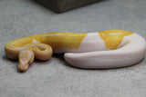 ALBINO PIED HEMBRA ID: 11-12