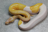 ALBINO PIED HEMBRA ID: 11-12