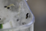 ARAÑA SALTARINA CRIA  (Phidippus regius)