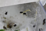 ARAÑA SALTARINA CRIA  (Phidippus regius)
