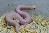 HOGGNOSE LEUCISTICA HEMBRA  ID : 129
