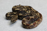 BOA IMG HYPO HET NIC T+ POSS HET BLOOD HEMBRA ID : 8-2
