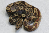 BOA IMG HYPO HET NIC T+ POSS HET BLOOD HEMBRA ID : 8-2