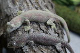 PAREJA ADULTA GECKO CHAHOUA LOCALIDAD MAINLAND  ID : CHADP2