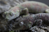 PAREJA ADULTA GECKO CHAHOUA LOCALIDAD MAINLAND  ID : CHADP2