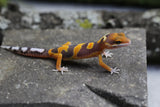TANGERINE TORNADO SIN SEXAR  ID : 125