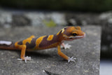 TANGERINE TORNADO SIN SEXAR  ID : 125