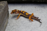 TANGERINE TORNADO SIN SEXAR  ID : 125