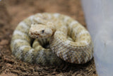 CASCABEL MOTEADA  (CROTALUS MITCHELLI ) MACHO  ID : 1-2
