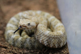CASCABEL MOTEADA  (CROTALUS MITCHELLI ) MACHO  ID : 1-2