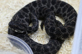 CASCABEL PIGMEA ( SISTRURUS MILIARIUS ) MACHO   ID : V-6