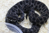 CASCABEL PIGMEA ( SISTRURUS MILIARIUS ) MACHO   ID : V-6