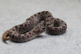 HOGGNOSE BLUCIFER MACHO  ID : 146