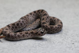HOGGNOSE BLUCIFER MACHO  ID : 146