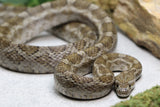 RATONERA DE TEXAS HEMBRA ADULTA