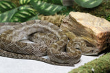 RATONERA DE TEXAS HEMBRA ADULTA