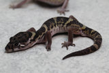 GECKO BANDEADO DE SUDAMERICA ( COLEONYX MITRATUS)