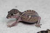 GECKO BANDEADO DE SUDAMERICA ( COLEONYX MITRATUS)