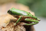 RANA PATA DE TIGRE ( P.HYPOCHONDRIALIS)