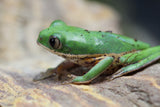 RANA PATA DE TIGRE ( P.HYPOCHONDRIALIS)
