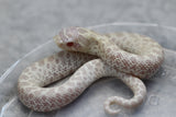 HOGGNOSE SNOW HEMBRA ID :139