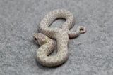 HOGGNOSE SNOW HEMBRA ID :139