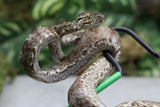 BOA AMAZONICA