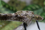 BOA AMAZONICA
