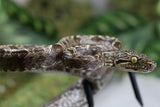 BOA AMAZONICA