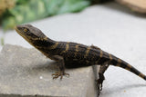 LAGARTO DE BOSQUE ( XENOSAURUS GRANDIS)