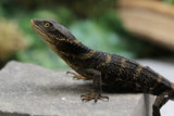 LAGARTO DE BOSQUE ( XENOSAURUS GRANDIS)