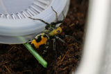 ARAÑA SALTARINA (SALTICIDAE SPP)