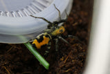 ARAÑA SALTARINA (SALTICIDAE SPP)