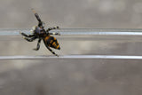 ARAÑA SALTARINA (SALTICIDAE SPP)