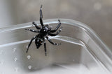 ARAÑA SALTARINA (SALTICIDAE SPP)