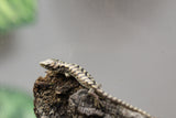 LAGARTO DE BROMELIAS CRIA