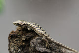 LAGARTO DE BROMELIAS CRIA