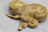 CHAMPAGNE ENCHI  CLOWN HEMBRA  ID: 3-7