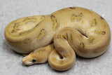 CHAMPAGNE ENCHI  CLOWN HEMBRA  ID: 3-7