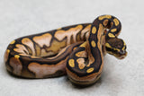 ENCHI SUGAR HUFFMAN MACHO ID: 4-12