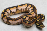 ENCHI SUGAR HUFFMAN MACHO ID: 4-12