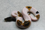 BLACK HEAD LEOPARD PIED HEMBRA ID: 154