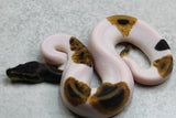 BLACK HEAD LEOPARD PIED HEMBRA ID: 154