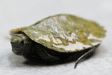 TORTUGA DE ESTANQUE JAPONES , CRIA