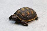 TORTUGA PATAS ROJAS  GRENADA