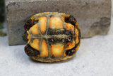 TORTUGA PATAS ROJAS  GRENADA