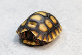 TORTUGA PATAS ROJAS CHERRY HEAD DE BRAZIL ID : 1